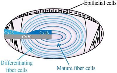 Mutations of CX46/CX50 and Cataract Development